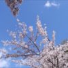 2022島根県の桜はいつから!?コロナ影響で花見は中止!?自粛!?一応駐車場情報も