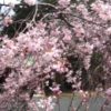 2022鳥取県の桜はいつから!?コロナ影響で花見は中止!?自粛!?一応駐車場情報も