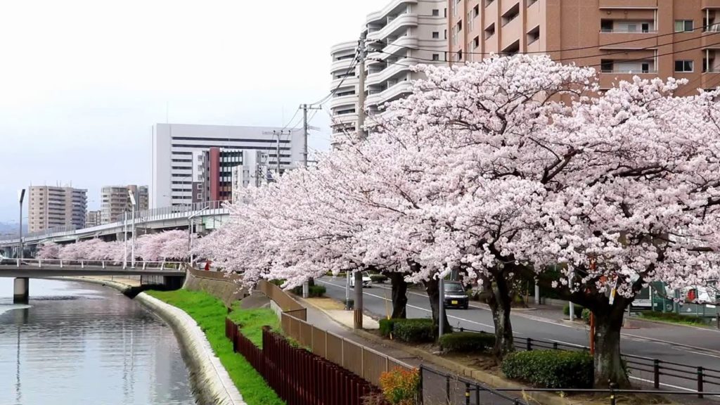 21福岡県の桜はいつから コロナ影響で花見は中止 自粛 一応駐車場情報も 暮らしニッチ情報センター