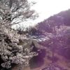 2022香川県の桜はいつから!?コロナ影響で花見は中止!?自粛!?一応駐車場情報も