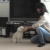 埼玉県の犬しつけ教室、おすすめドッグスクール一覧