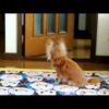 静岡県の犬しつけ教室、おすすめドッグスクール一覧