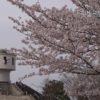 2022石川県の桜はいつから!?コロナ影響で花見は中止!?自粛!?一応駐車場情報も
