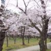 2023秋田県の桜はいつから!?コロナ影響で花見は中止!?自粛!?一応駐車場情報も