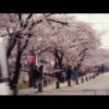 2023奈良県の桜はいつから!?コロナ影響で花見は中止!?自粛!?一応駐車場情報も