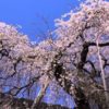 2022滋賀県の桜はいつから!?コロナ影響で花見は中止!?自粛!?一応駐車場情報も