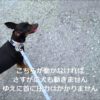 和歌山県の犬しつけ教室、おすすめドッグスクール一覧