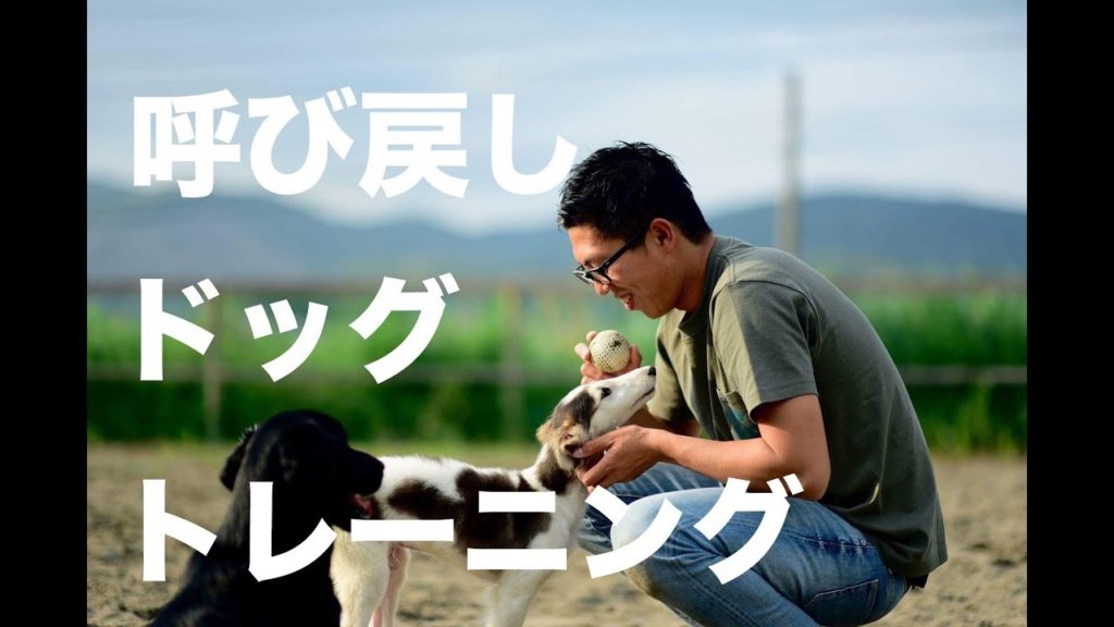 鳥取県の犬しつけ教室 おすすめドッグスクール一覧 暮らしニッチ情報センター