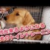 愛媛県の犬しつけ教室、おすすめドッグスクール一覧