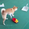 滋賀県の犬しつけ教室、おすすめドッグスクール一覧