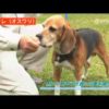 新潟県の犬しつけ教室、おすすめドッグスクール一覧