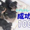 熊本県の犬しつけ教室、おすすめドッグスクール一覧