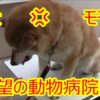 青森県の犬しつけ教室、おすすめドッグスクール一覧