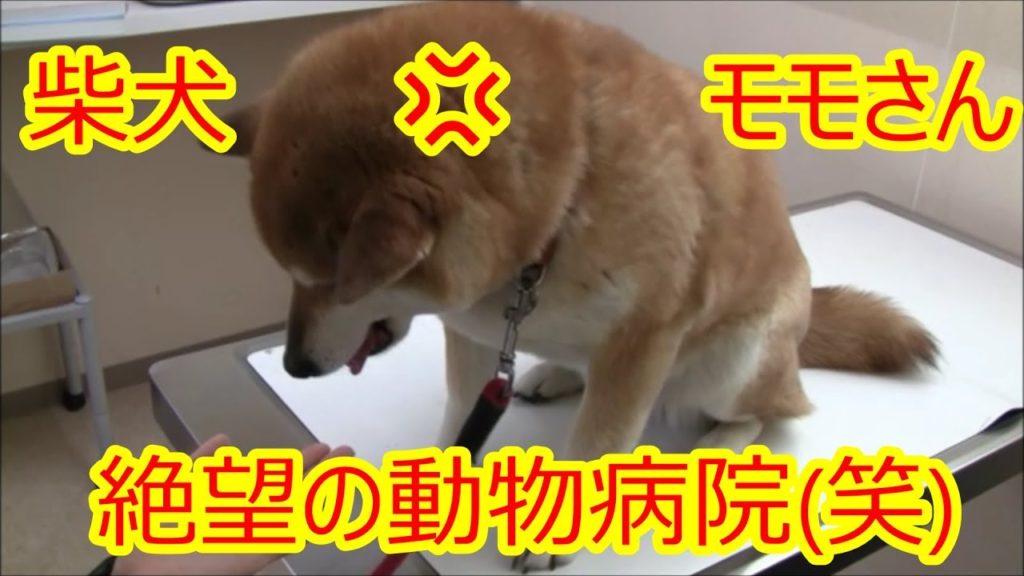 青森県の犬しつけ教室 おすすめドッグスクール一覧 暮らしニッチ情報センター