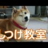 秋田県の犬しつけ教室、おすすめドッグスクール一覧