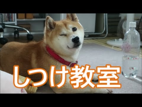 秋田県の犬しつけ教室 おすすめドッグスクール一覧