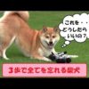 北海道の犬しつけ教室、おすすめドッグスクール一覧